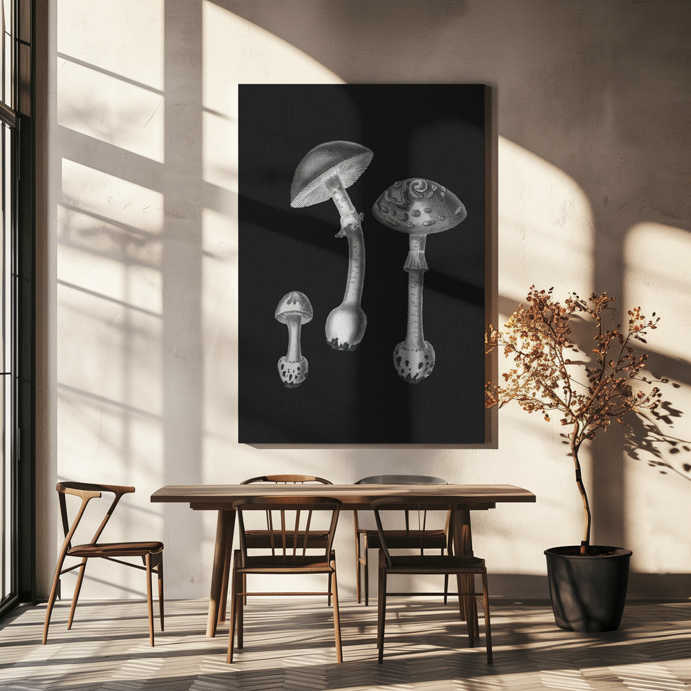 Amanita Muscaria Czarne Tło BW | Wydruki na łótnie