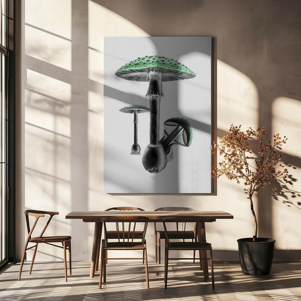 Amanita Muscaria Weißer Hintergrund Grün | Leinwand-Bilder