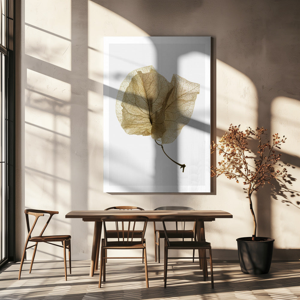 Bougainvillea Studie nr. 3 | Canvasprints
