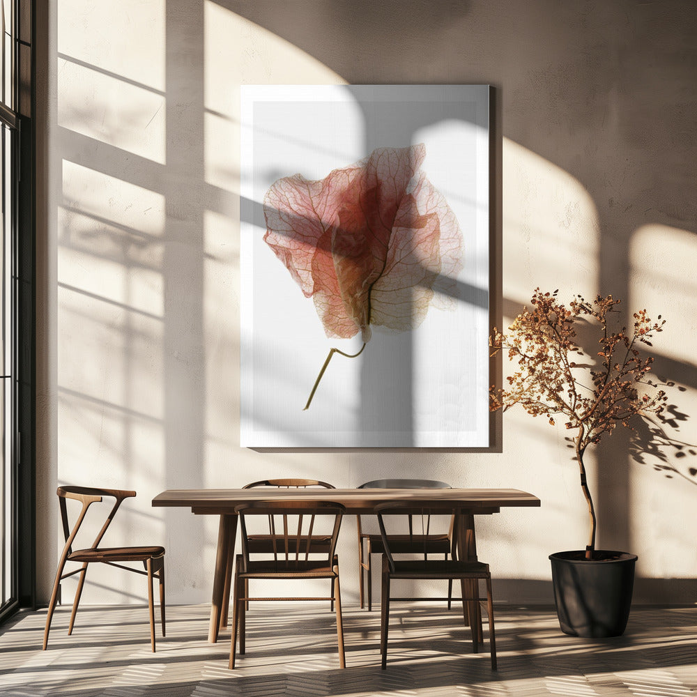 Studio sulle bouganville n. 4 | Stampe su Tela