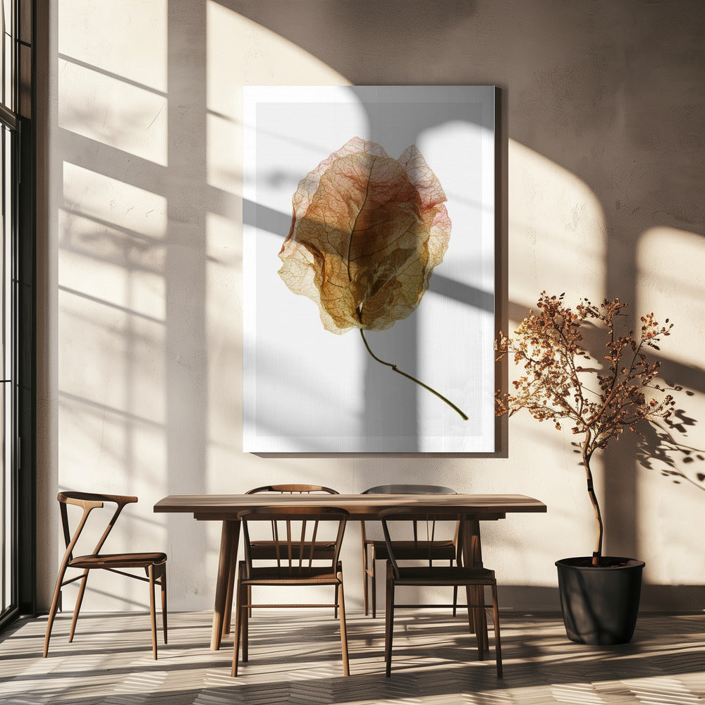 Studio sulle bouganville n. 6 | Stampe su Tela