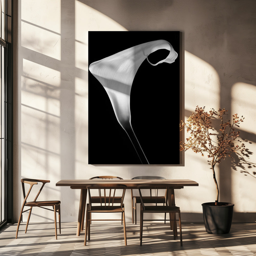 Calla | Canvas
