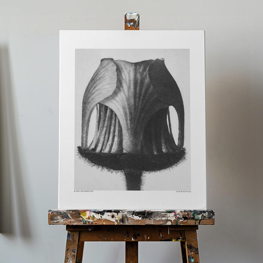 Geum Rival | Canvas