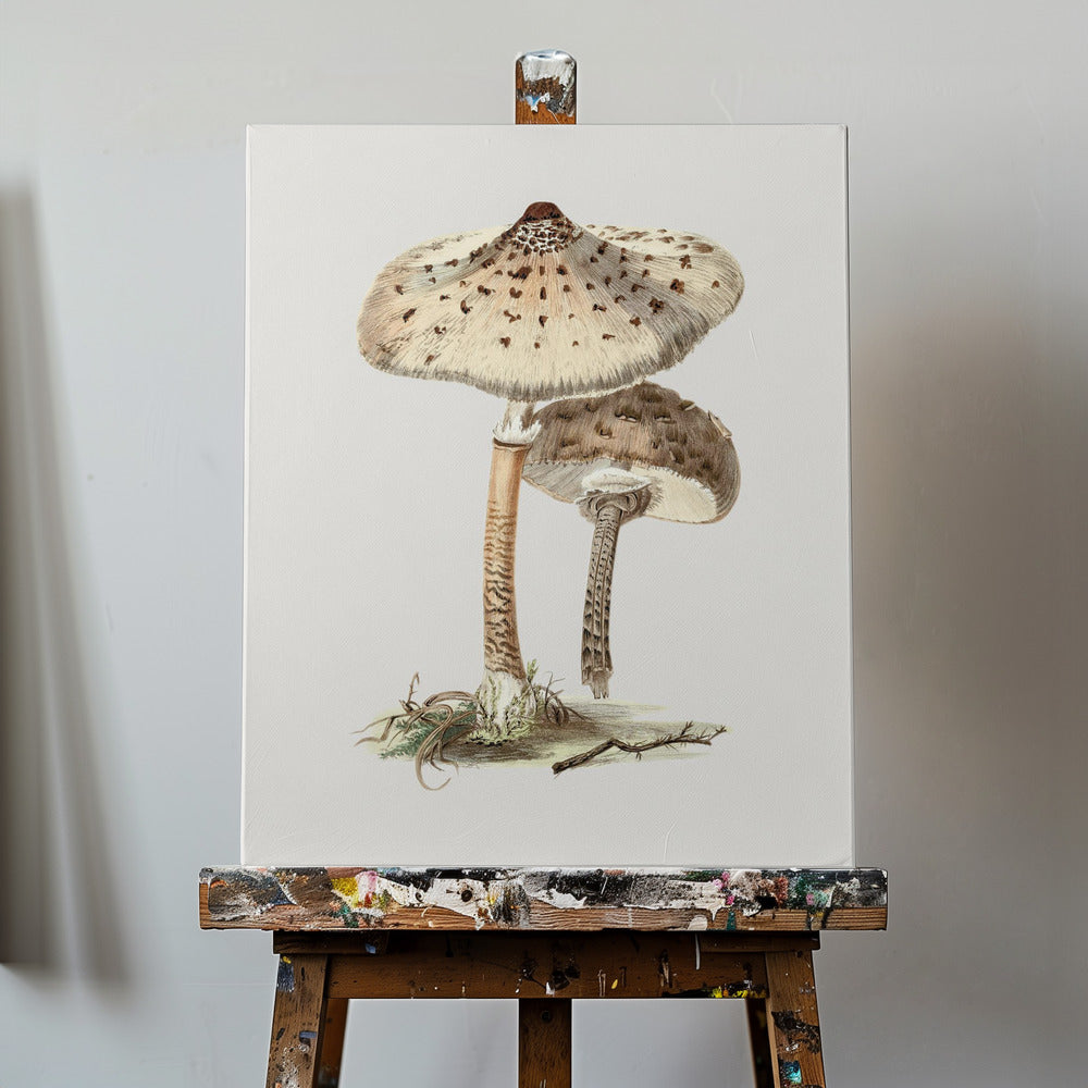 Champignon parasol dessiné à la main | Tableaux sur Toile