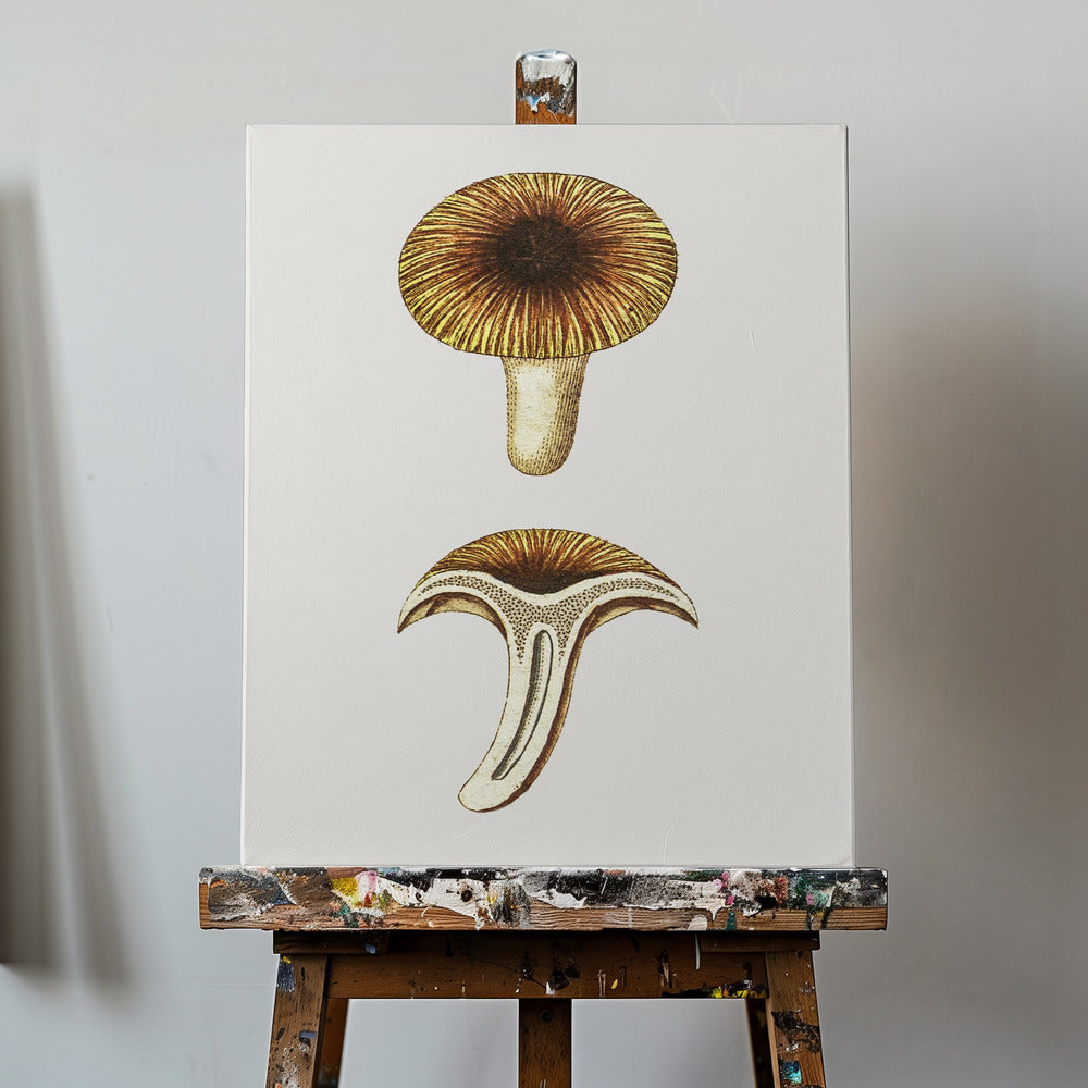 Chanterelles Vintage Champignons Comestibles | Tableaux sur Toile