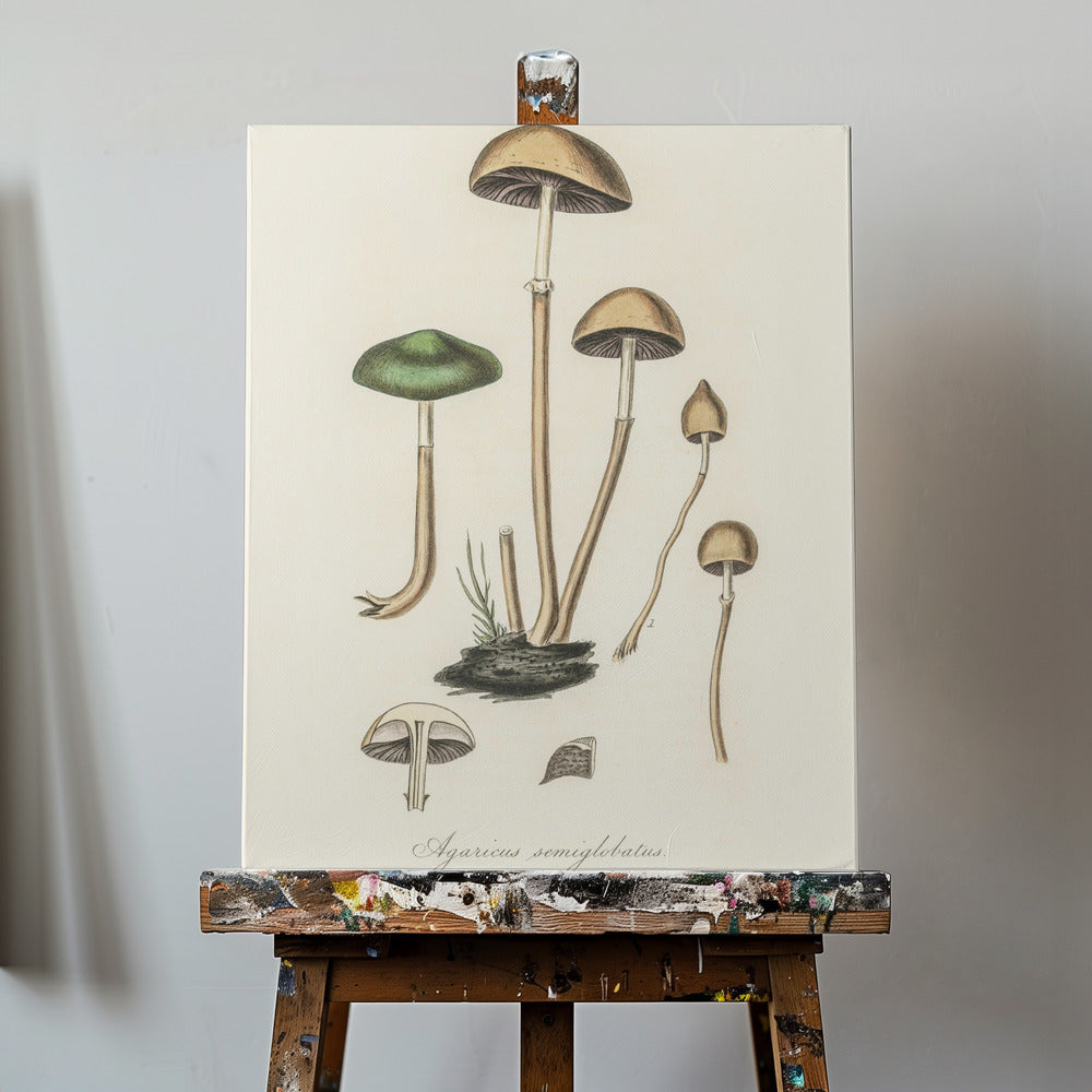 Agaricus Semiglobatus | Canvasprints