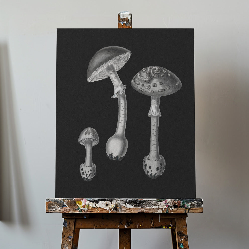 Amanita Muscaria Czarne Tło BW | Wydruki na łótnie