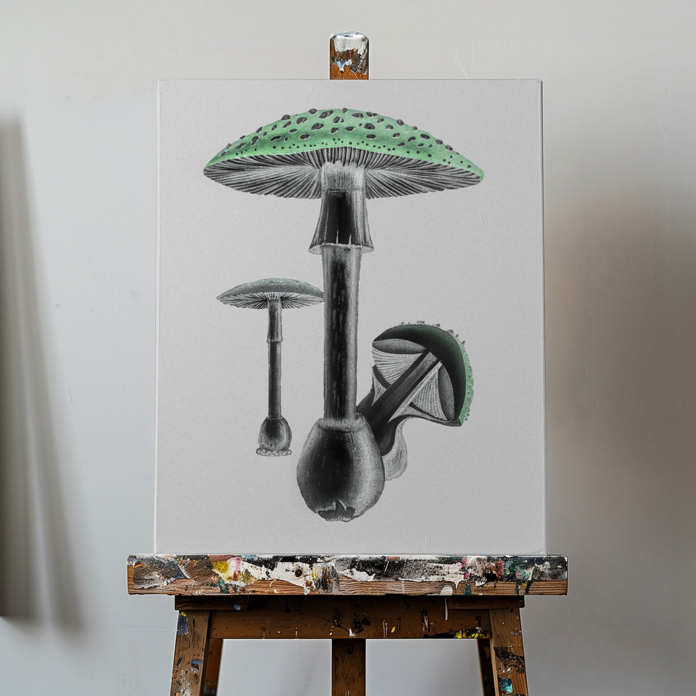 Amanita Muscaria Weißer Hintergrund Grün | Leinwand-Bilder