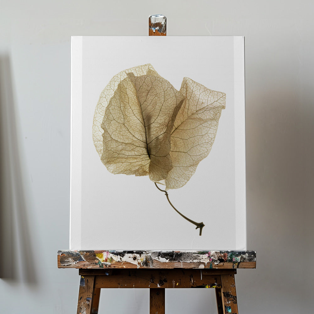 Bougainvillea Studie nr. 3 | Canvasprints
