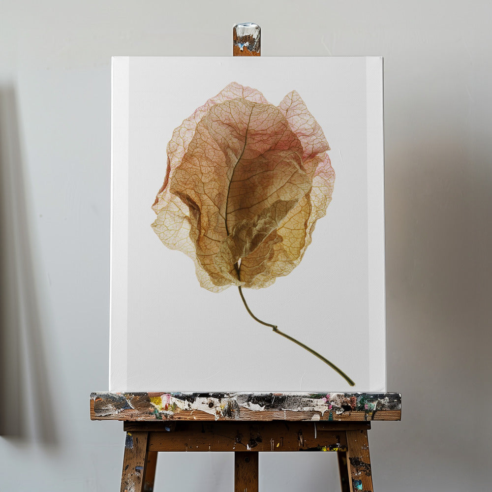 Studio sulle bouganville n. 6 | Stampe su Tela