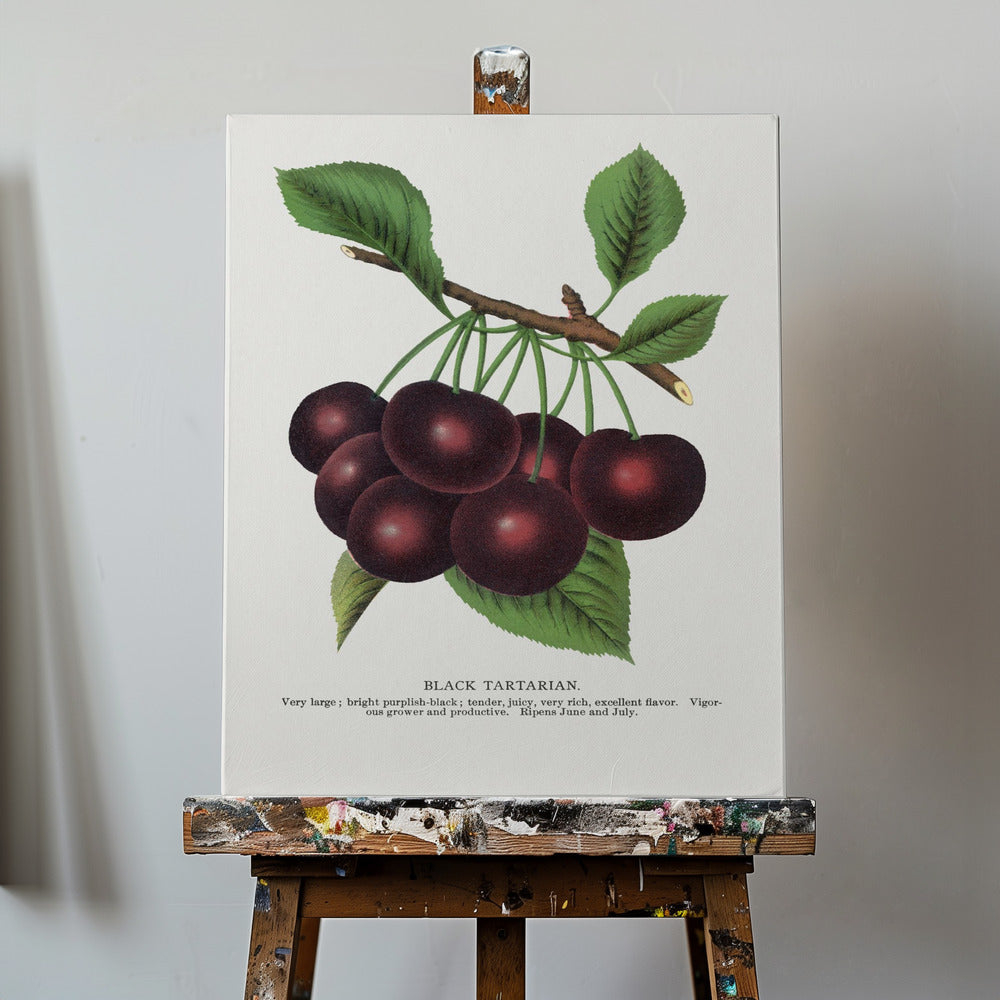 Lithografie der Schwarzen Tatarischen Kirsche | Leinwand