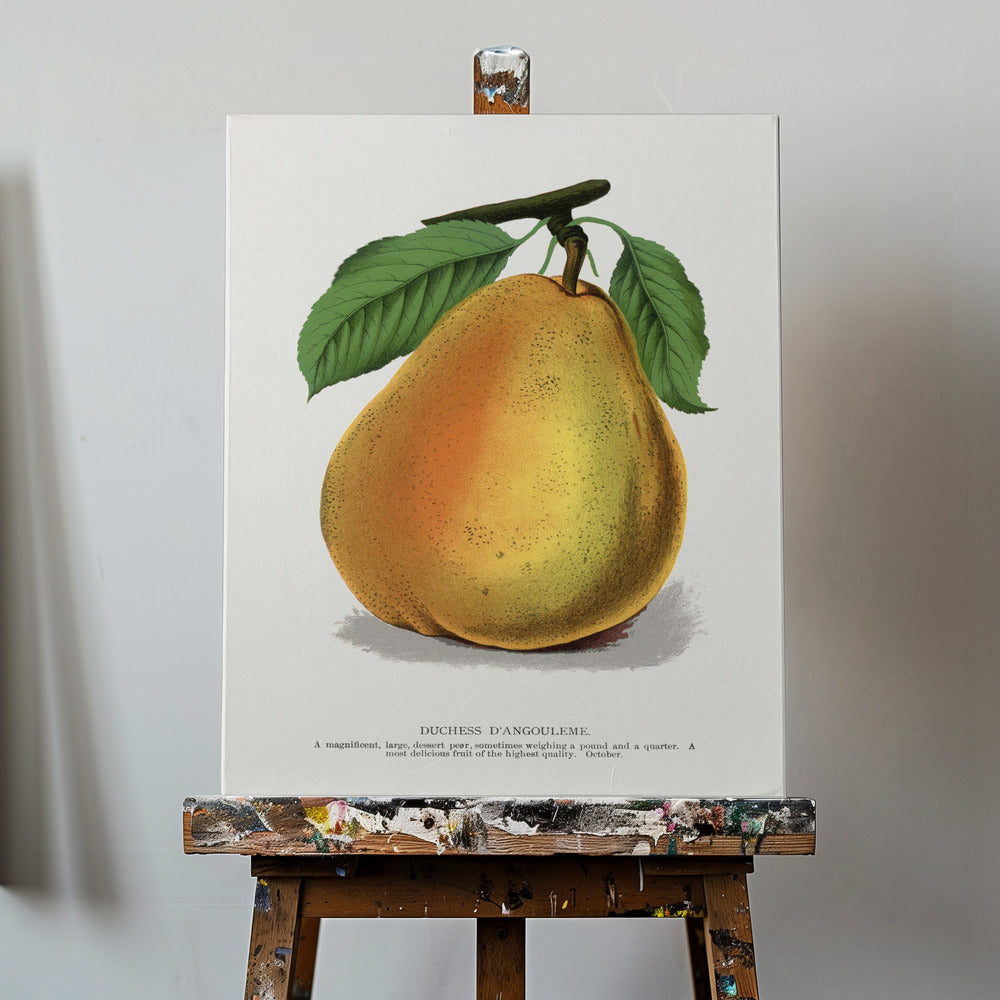 Duchess D'angouleme Pear Lithograph | Canvas