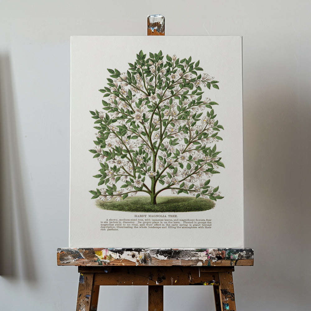 Litografia di un albero di magnolia resistente | Stampe su Tela