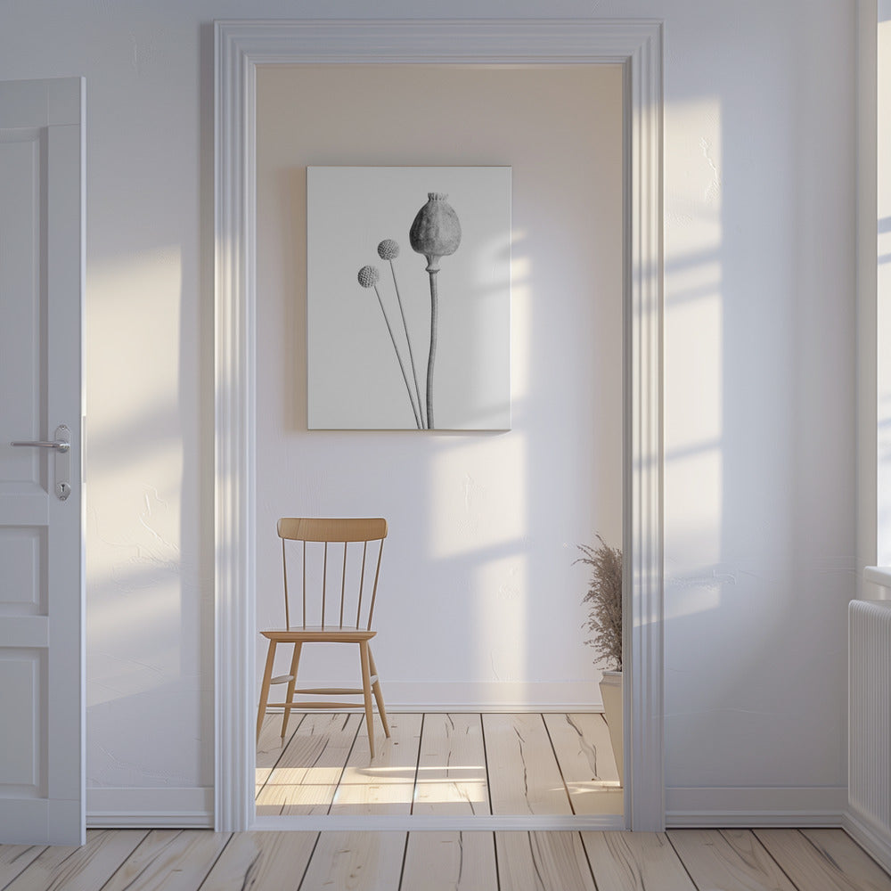 Poppy Seed Capsule Black and White | Canvas