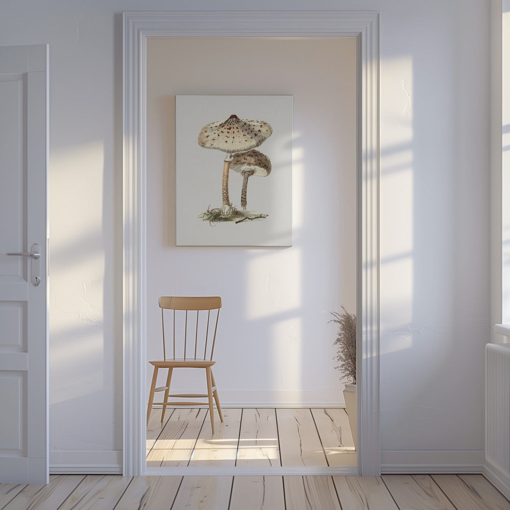 Champignon parasol dessiné à la main | Tableaux sur Toile