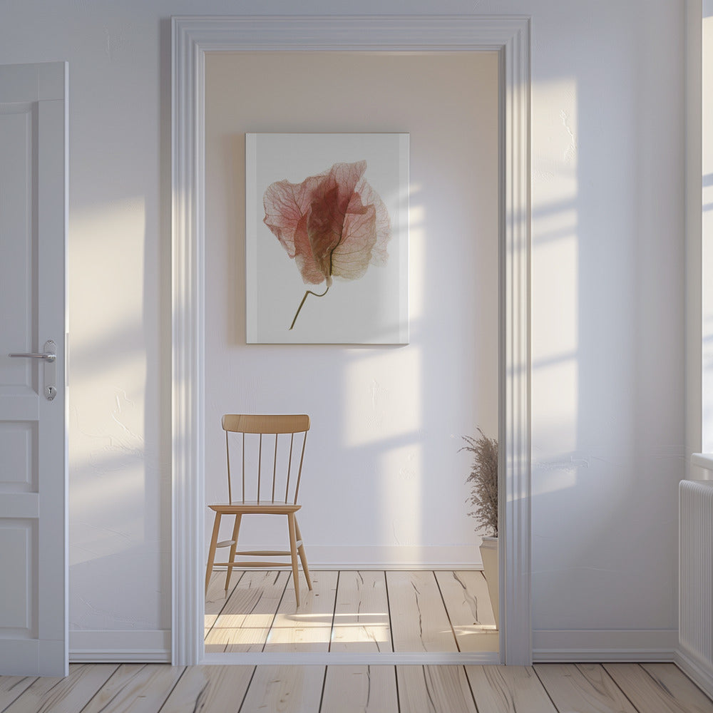 Studio sulle bouganville n. 4 | Stampe su Tela