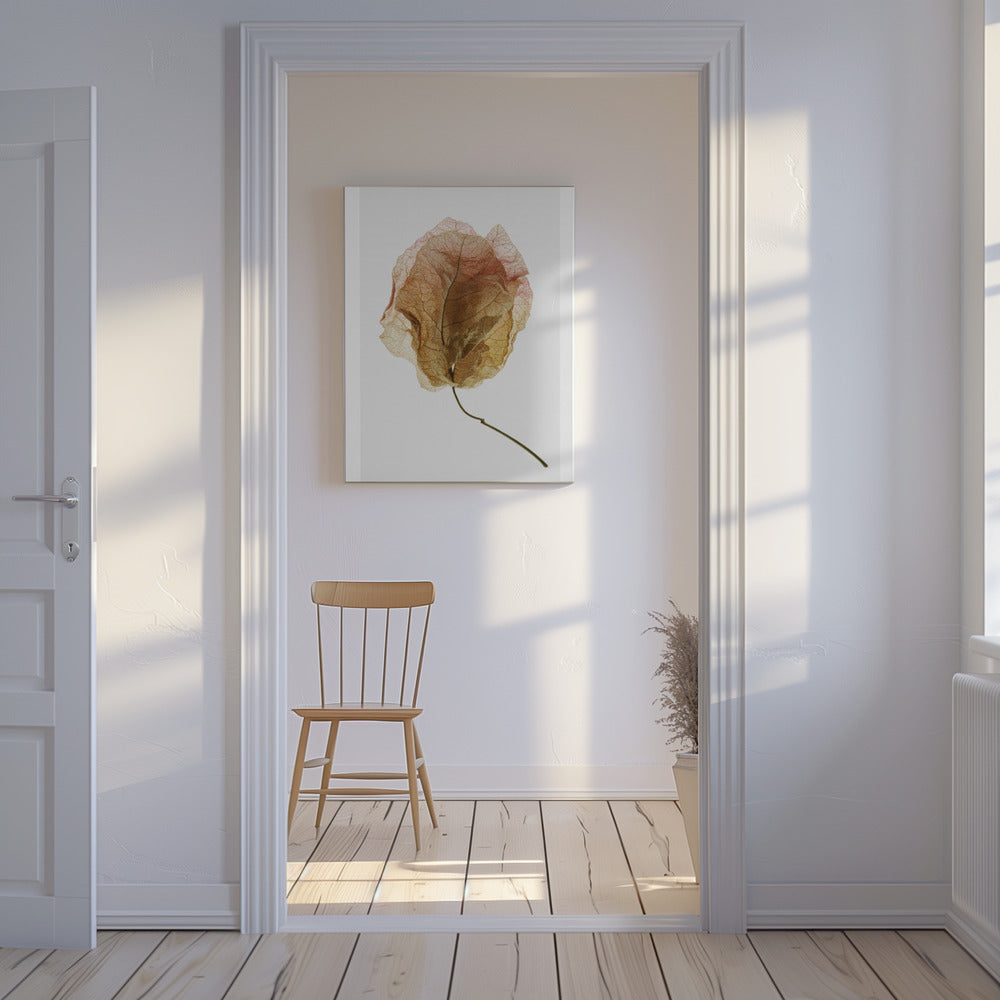 Studio sulle bouganville n. 6 | Stampe su Tela