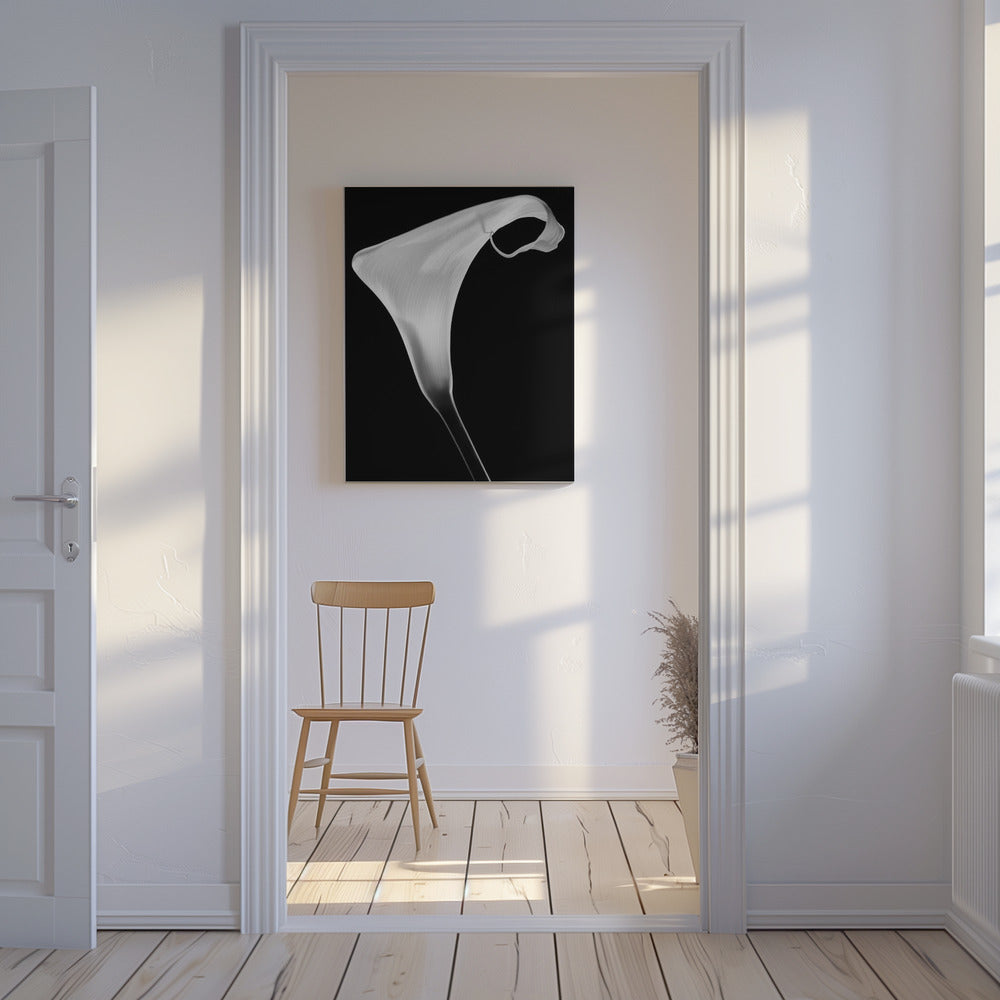 Calla | Canvas