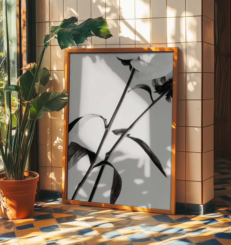 Peony 08 | Poster