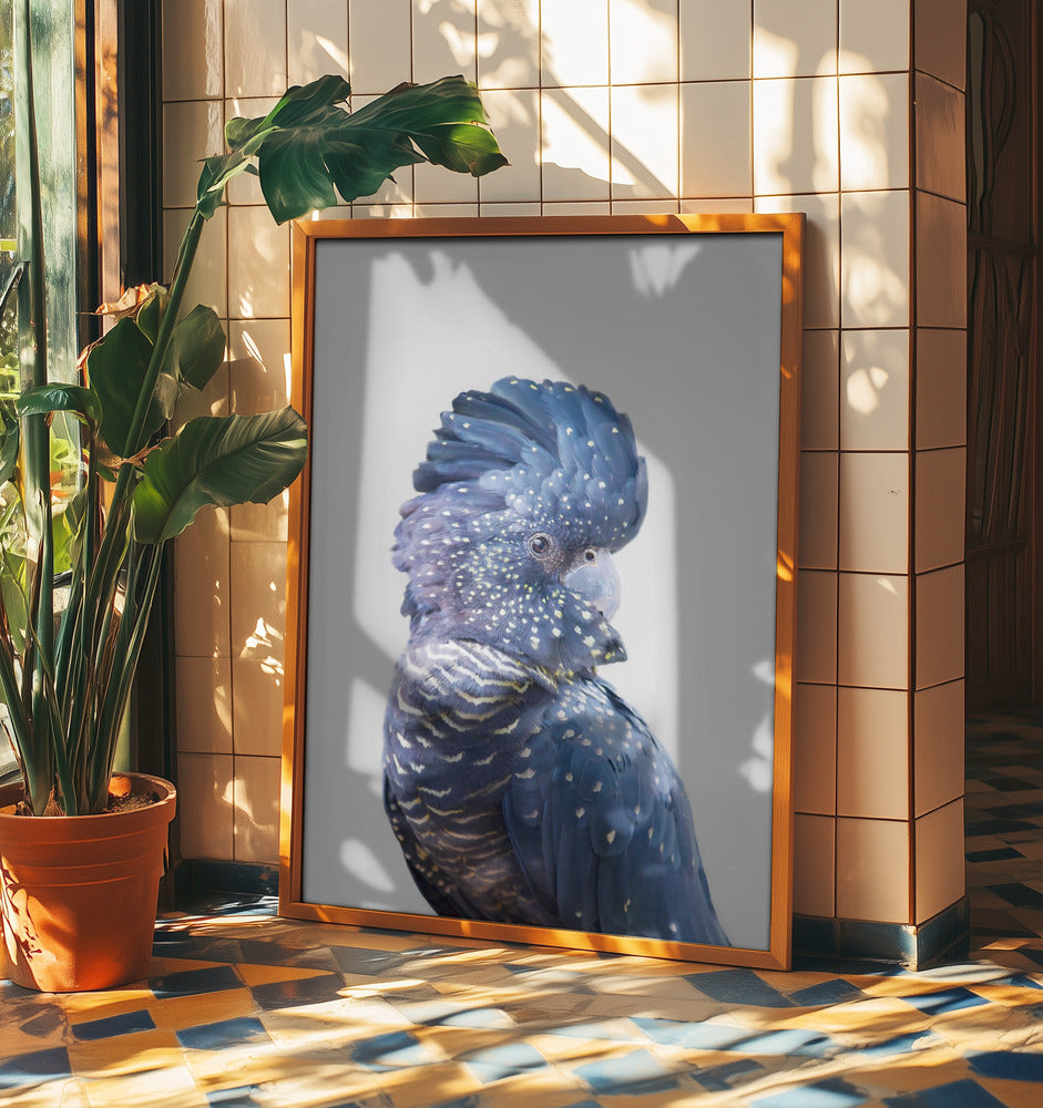 Cacatua nero | Poster - Stampe d’Arte