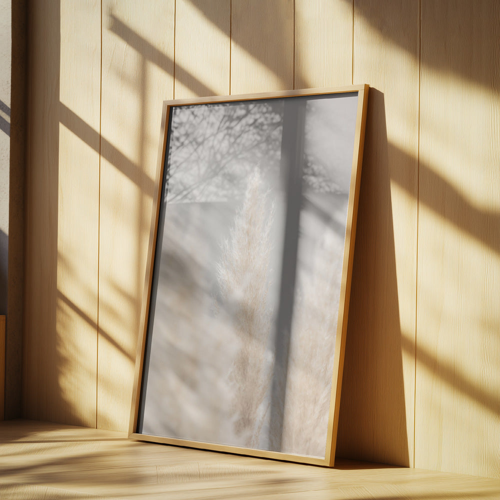 Pampas Grass Grey 04 | Poster