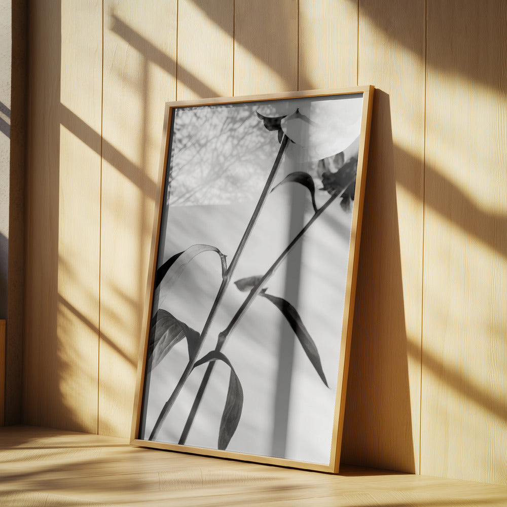 Peony 08 | Poster
