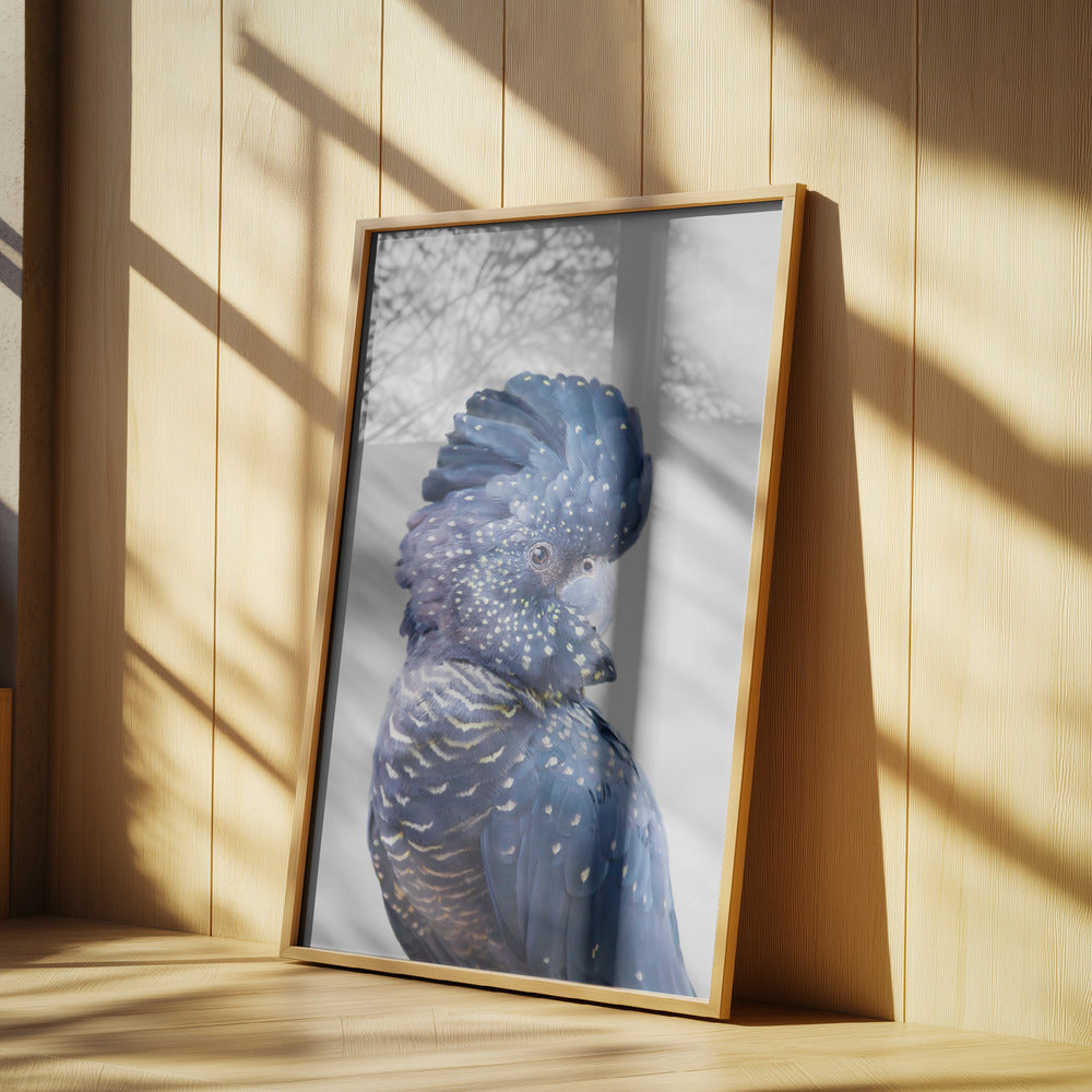 Cacatua nero | Poster - Stampe d’Arte