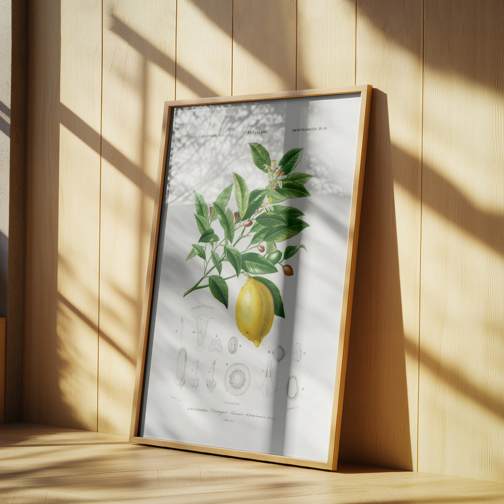 Lemon (citrus Limonium) | Poster