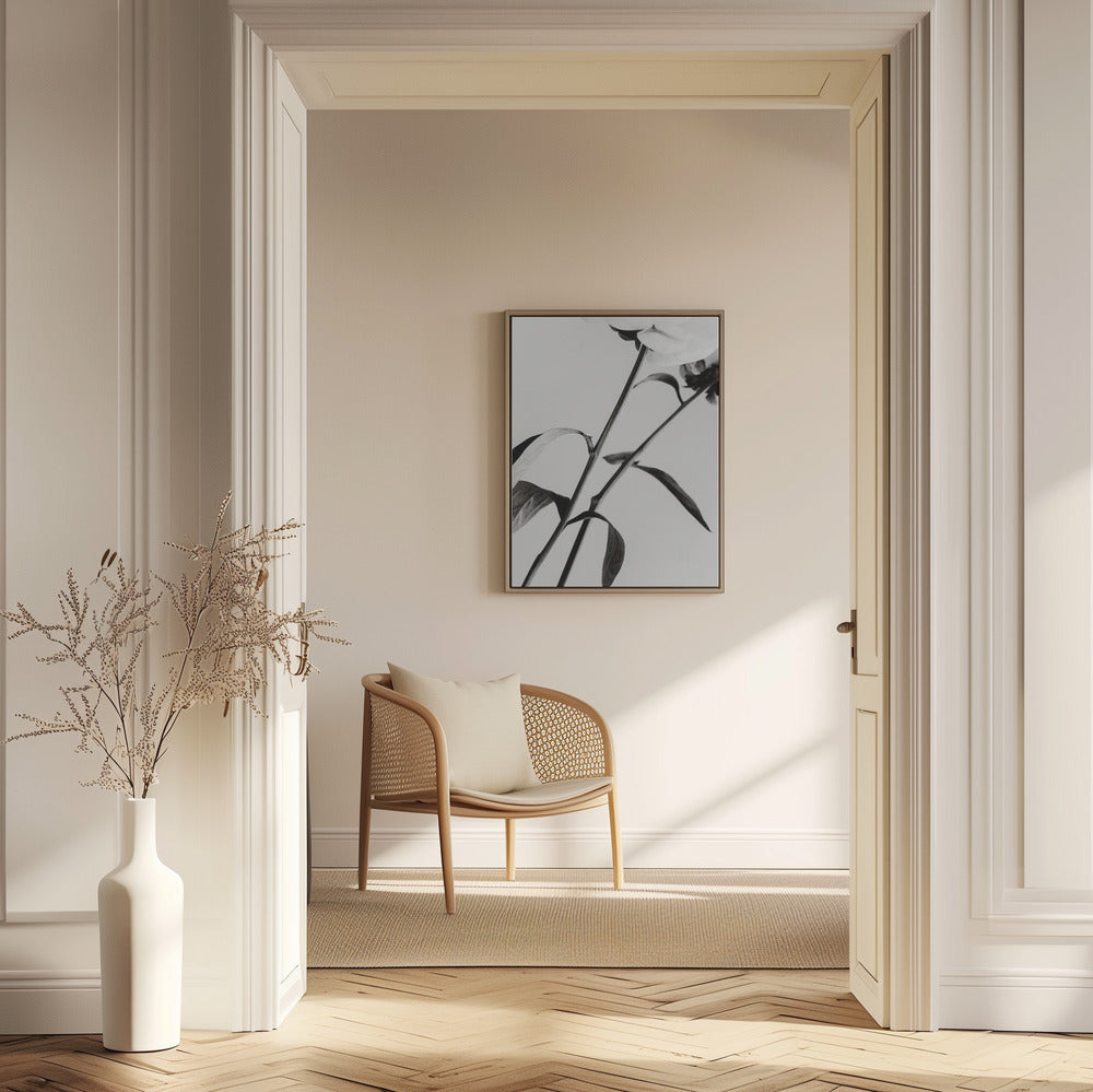 Peony 08 | Poster