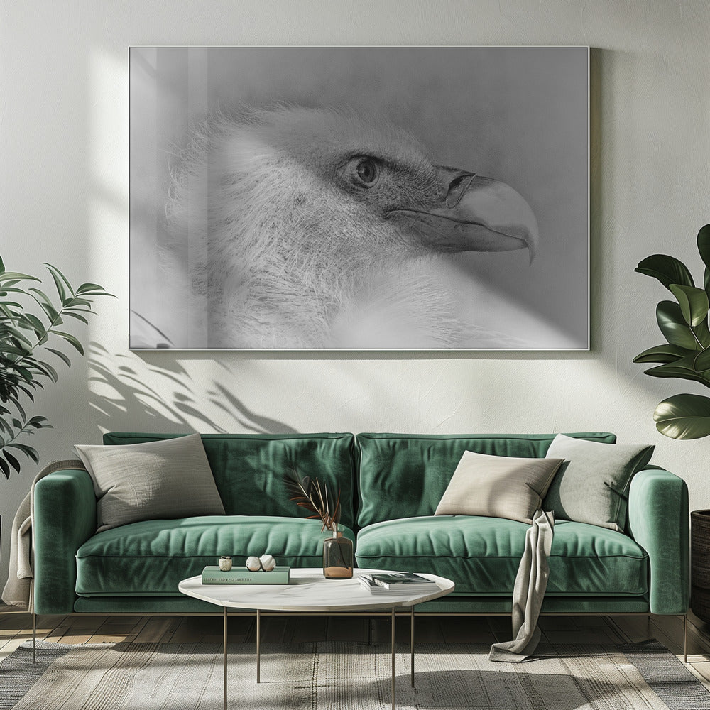 Weißkopfseeadler | Leinwand-Bilder