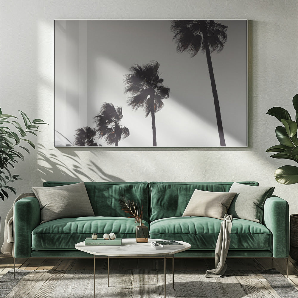 Palme_004 | Leinwand-Bilder