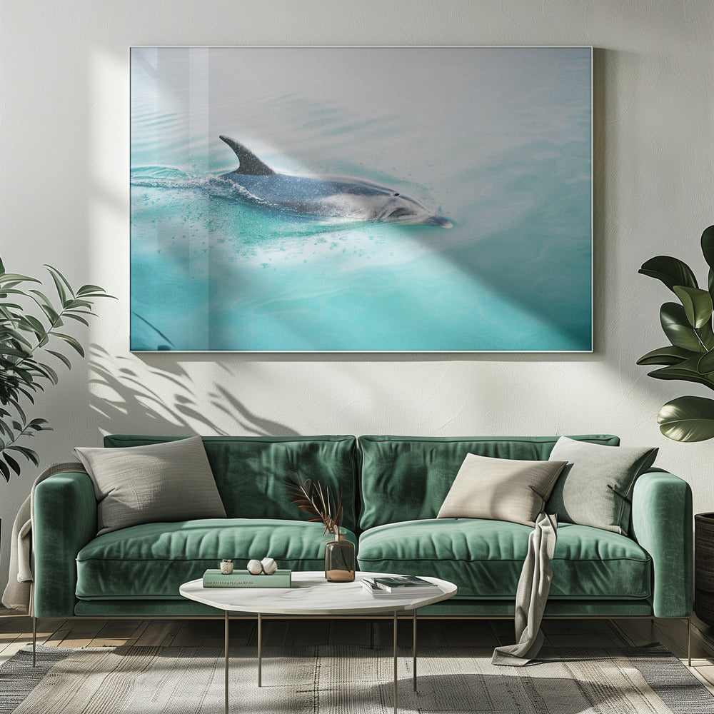 Delfin Neuseeland Nord | Leinwand-Bilder