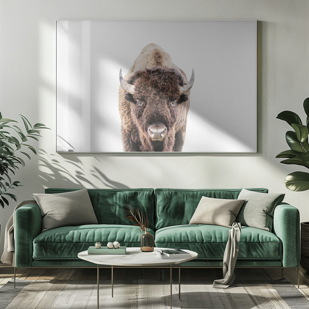 Bison | Leinwand-Bilder