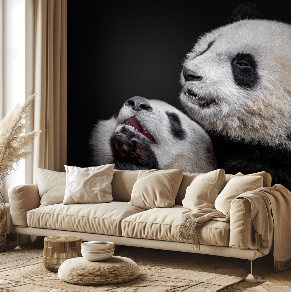 Pandas | Fototapeten