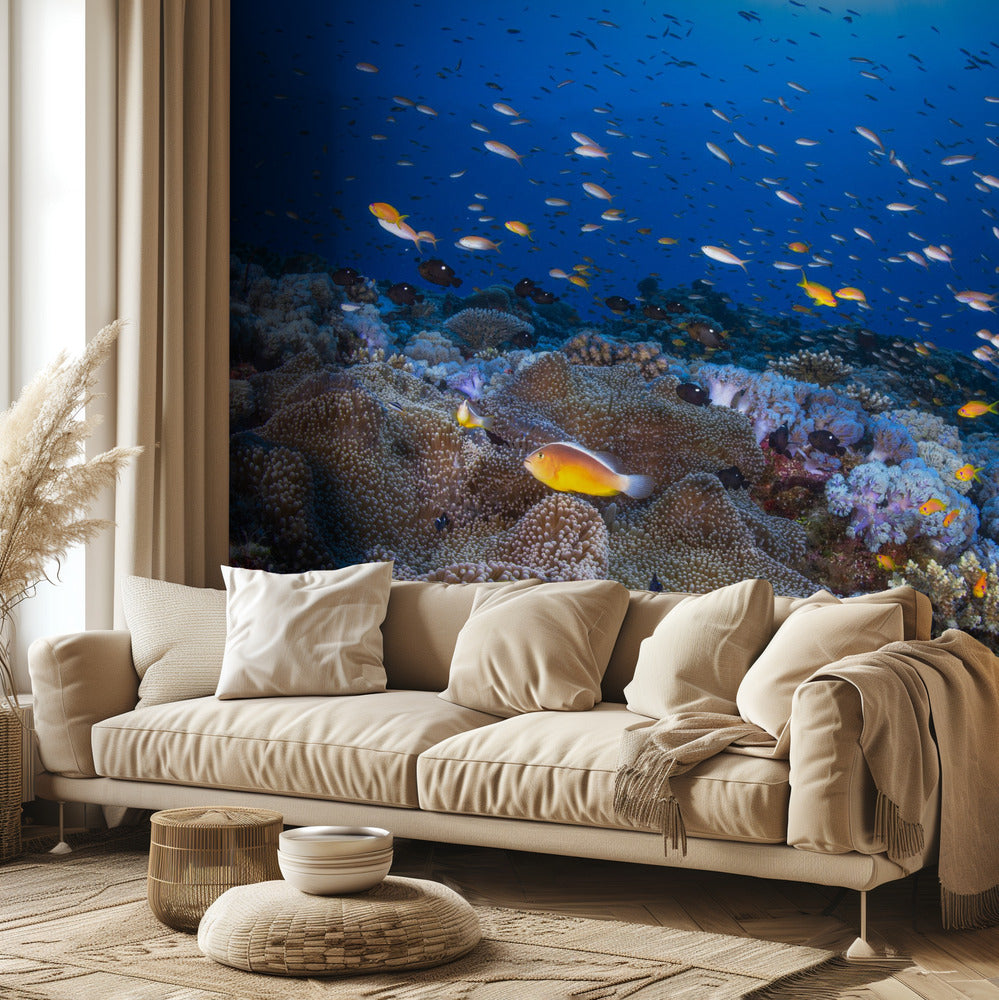 Anemon og Anthias | Fototapet