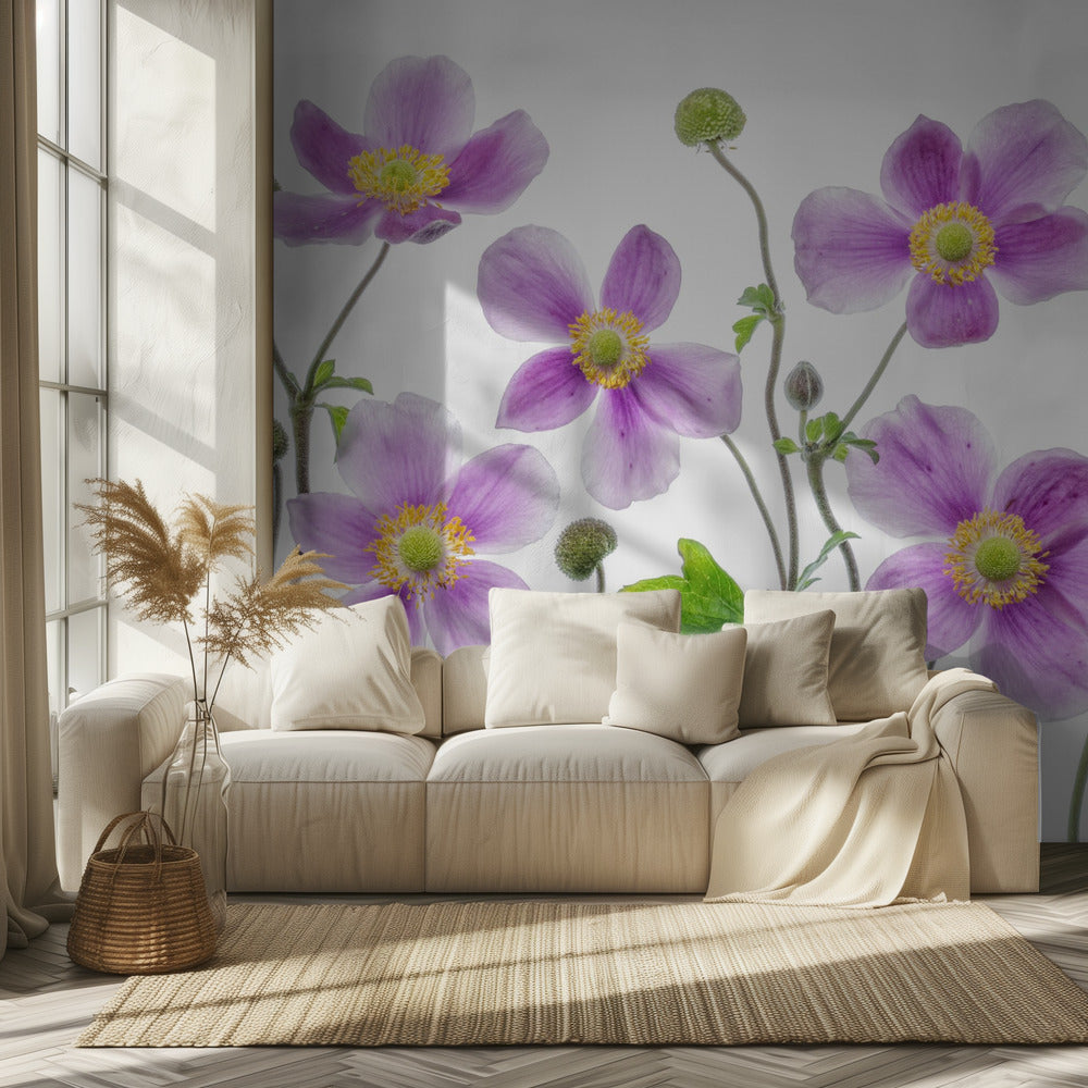 Japansk anemone | Fototapeter