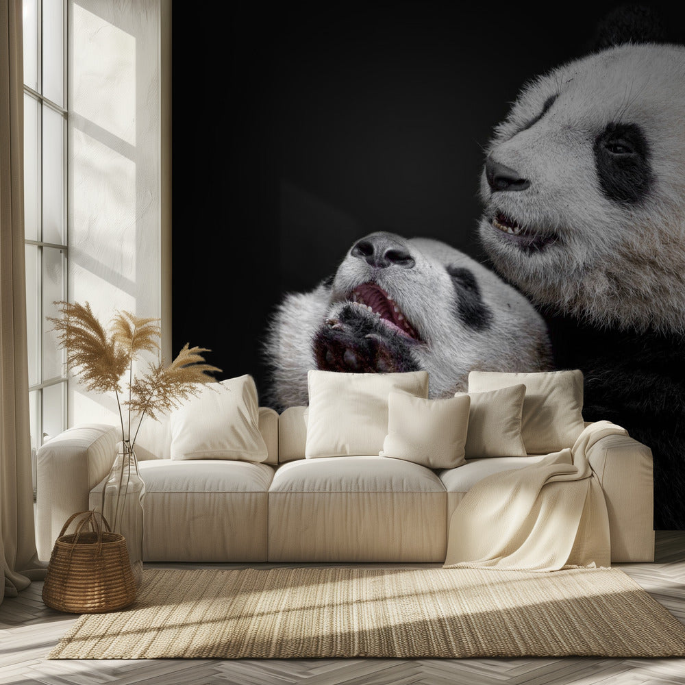 Pandas | Fototapeten