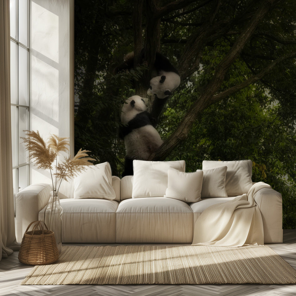 Panda | Valokuvatapetit