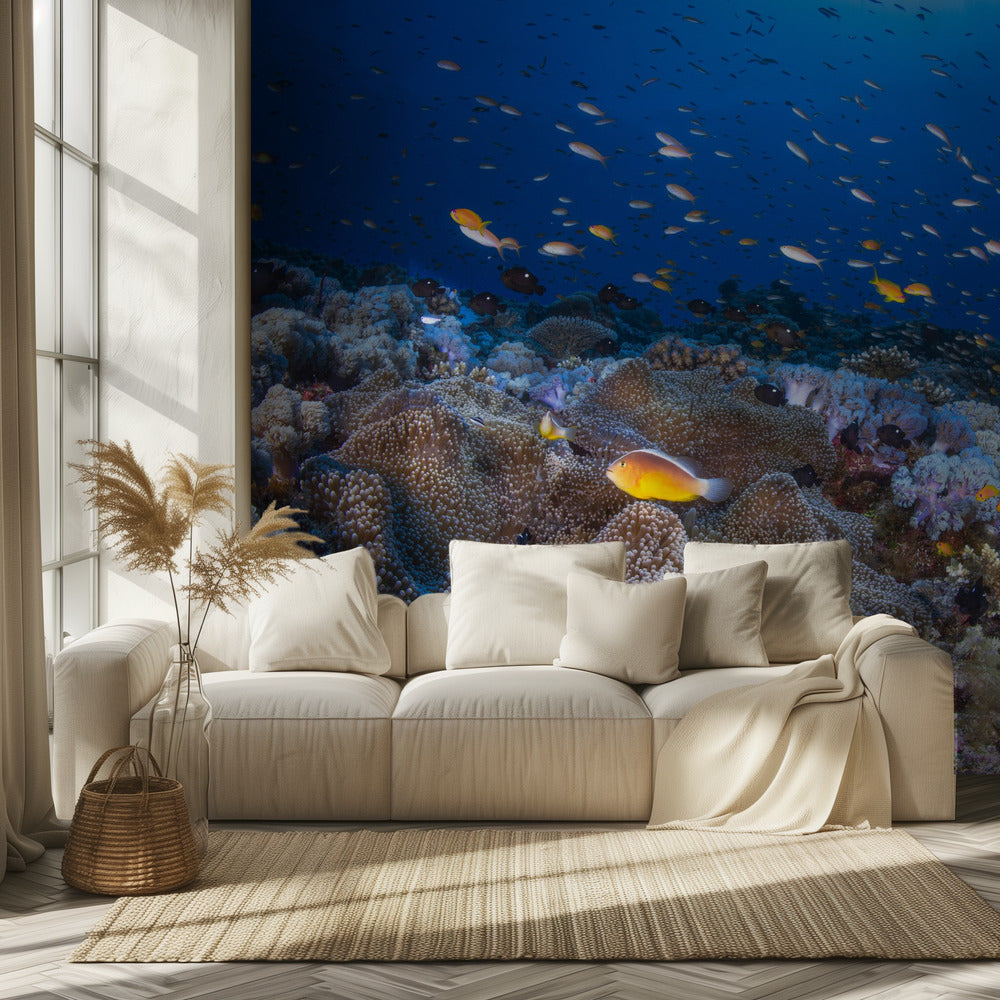 Anemon og Anthias | Fototapet