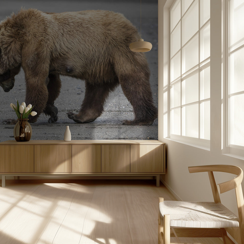 Un piccolo abbraccio d'orso | Carta da Parati Fotografica