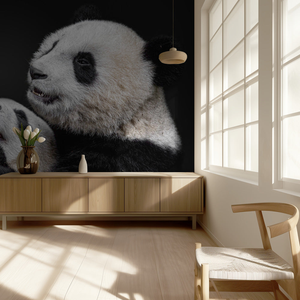 Pandas | Fototapeten