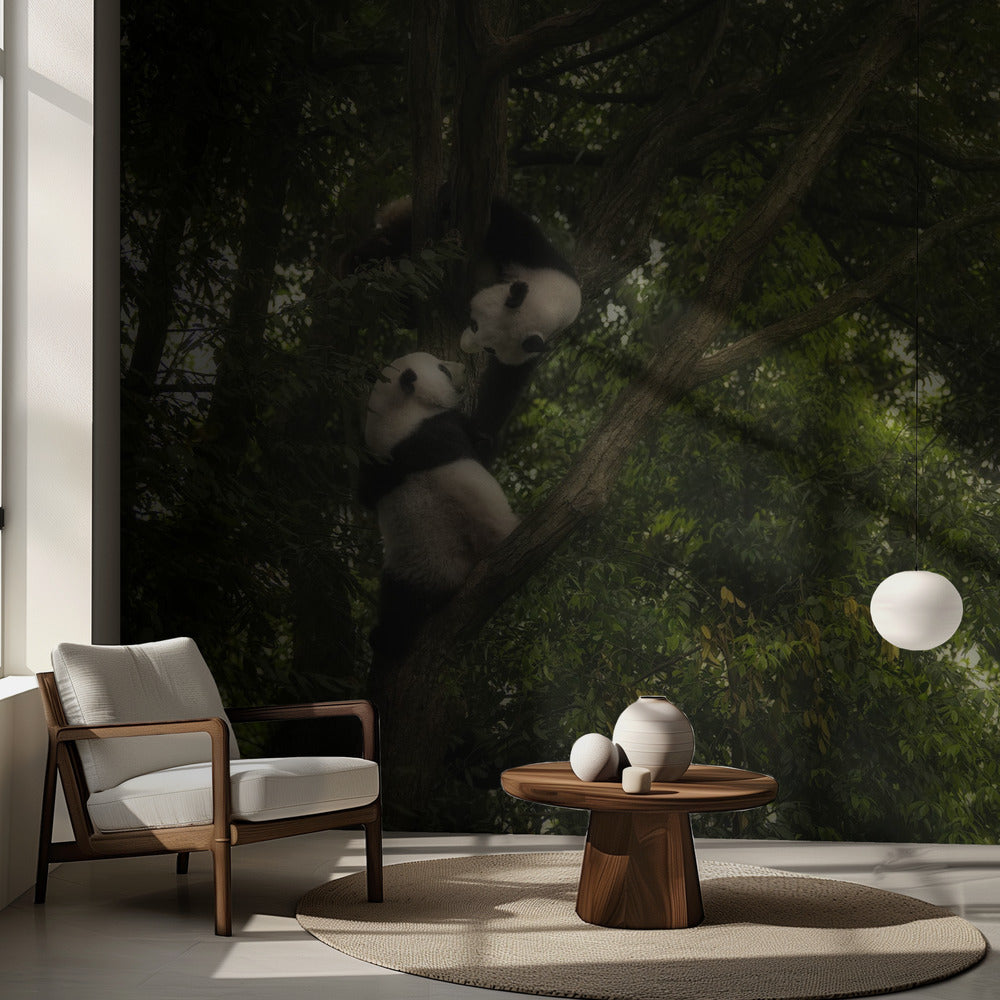 Panda | Valokuvatapetit