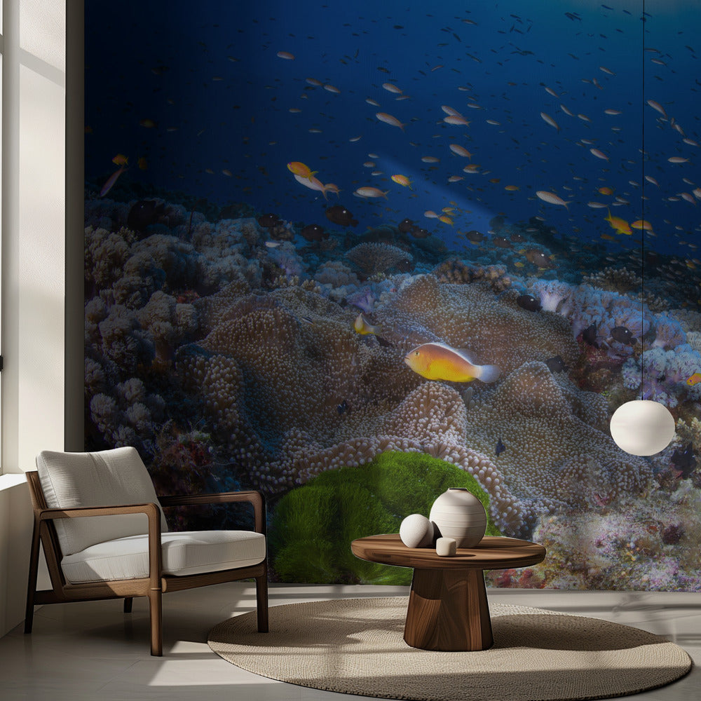 Anemon og Anthias | Fototapet