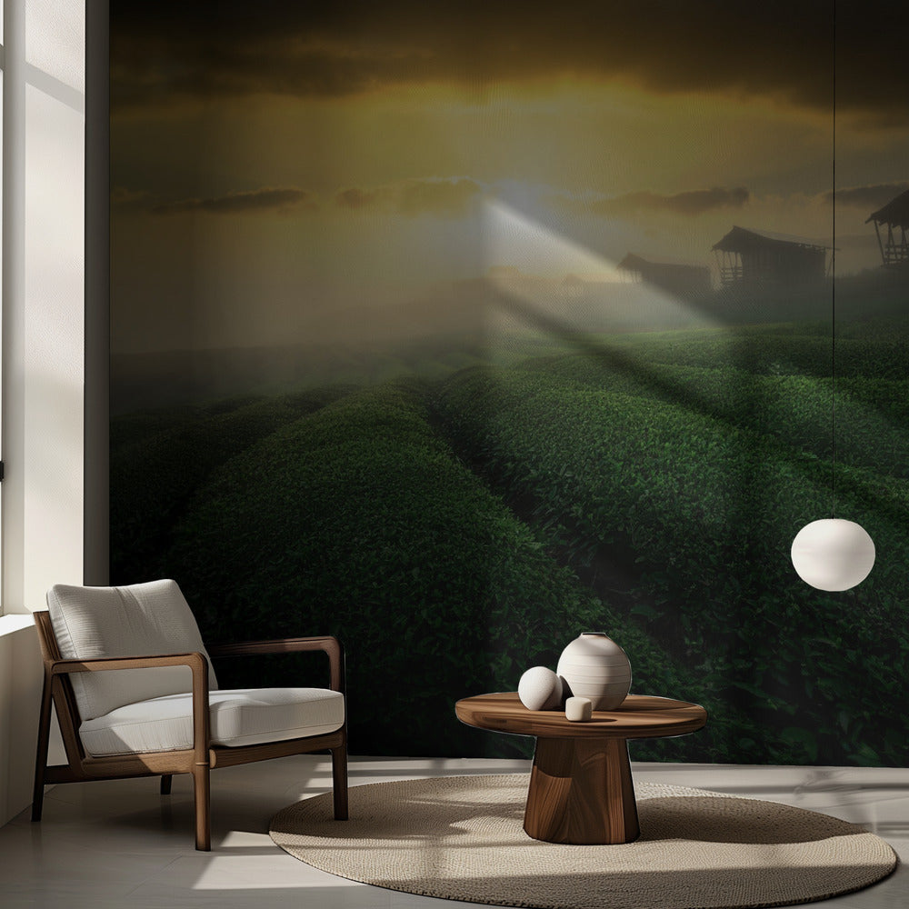 lever de soleil brumeux dans un jardin de thé | Papier Peint Photo