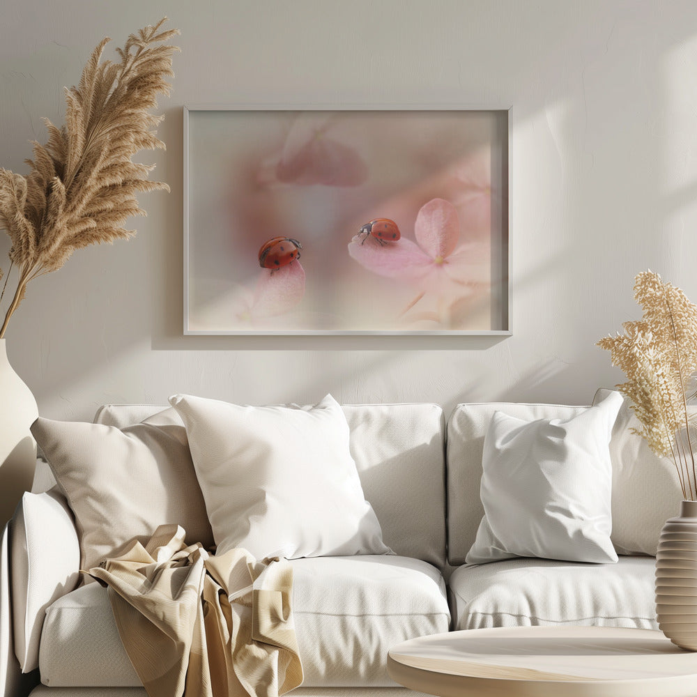 Nyckelpigor på rosa hortensia. Poster