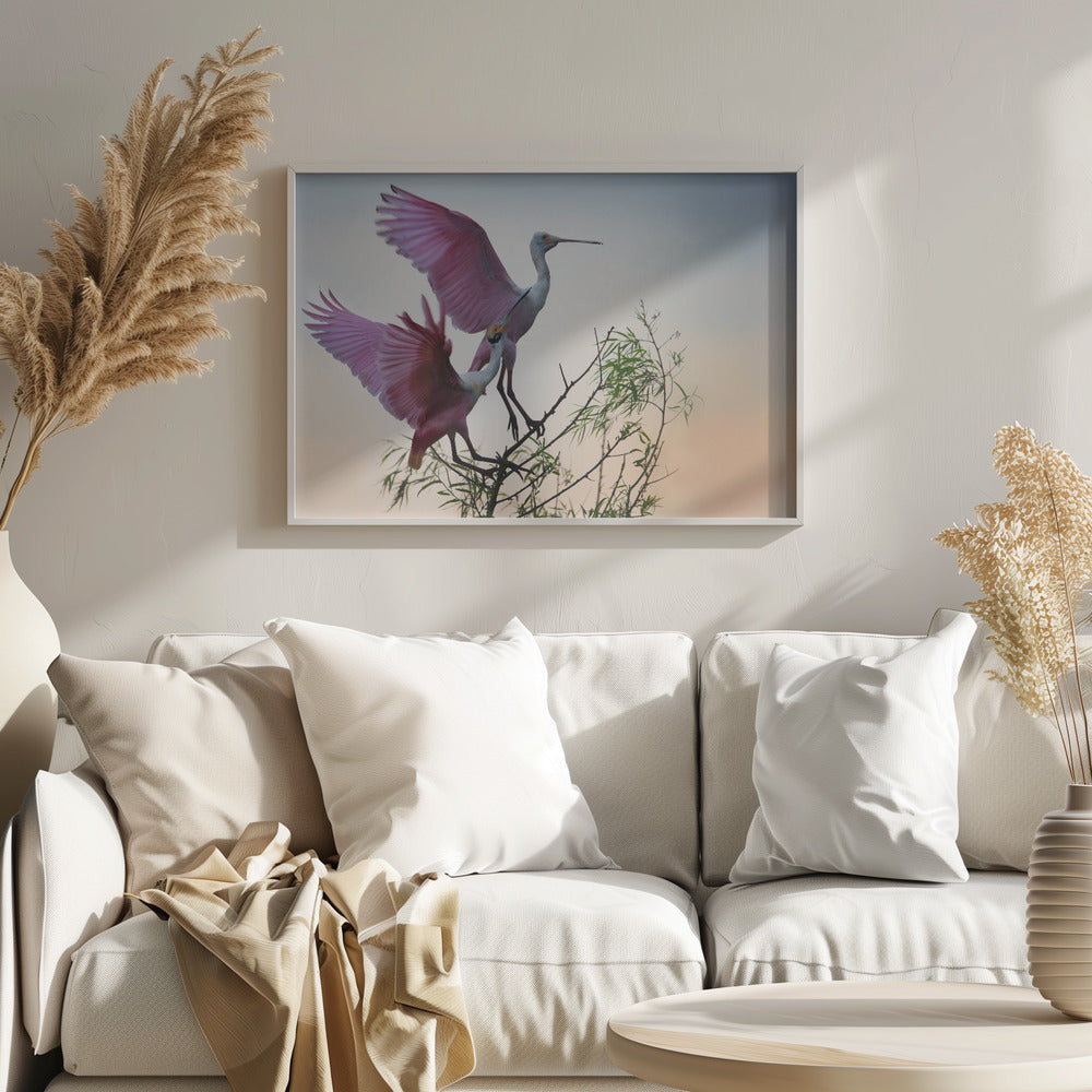 Two Roseate Spoonbills | Poster