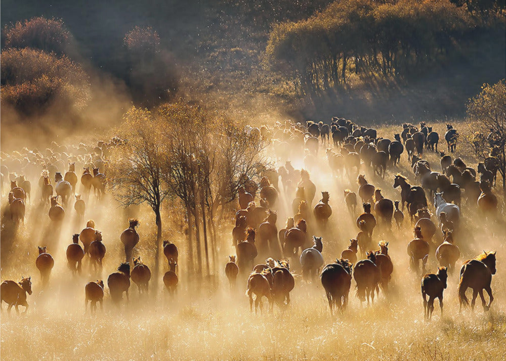 Paarden | Fotobehang