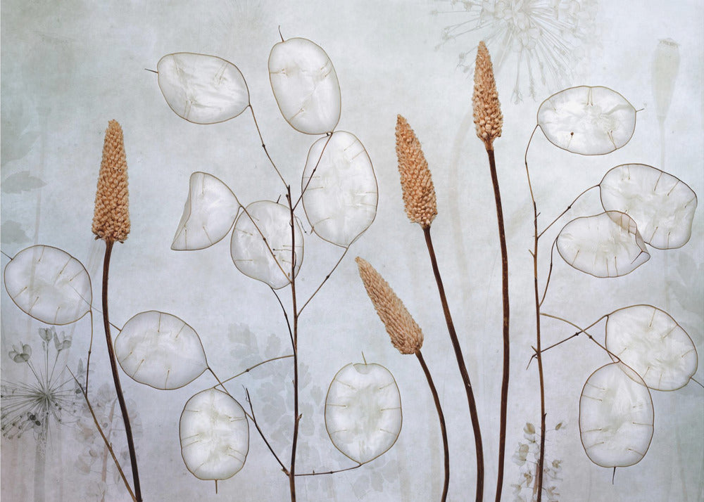 Lunaria | Fototapeter