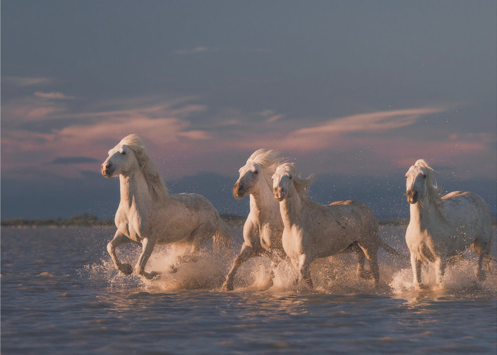 Angeli della Camargue | Carta da Parati Fotografica
