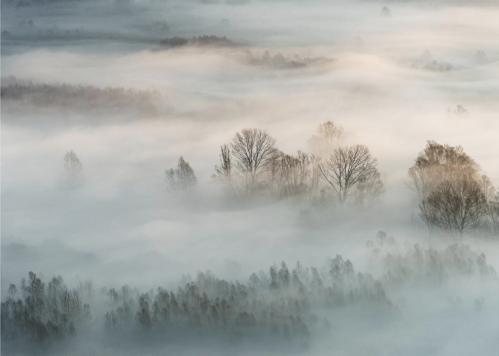 Nebbia invernale | Carta da Parati Fotografica